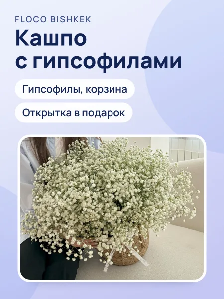 Фото товара Кашпо с гипсофилами